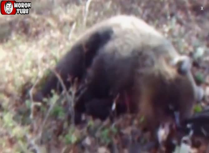 Video :Woman miraculously survives bear attack (Warning - shocking)